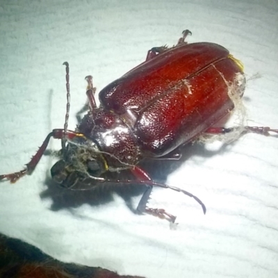 Paroplites australis (Banksia longhorn beetle) at Barragga Bay, NSW - 22 Feb 2018 by narelle