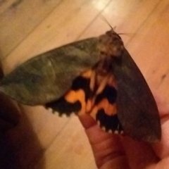 Eudocima fullonia at Barragga Bay, NSW - 23 Feb 2018 08:26 PM