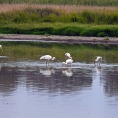 Platalea flavipes at Fyshwick, ACT - 22 Feb 2018