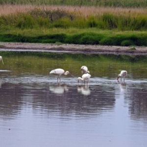 Platalea flavipes at Fyshwick, ACT - 22 Feb 2018