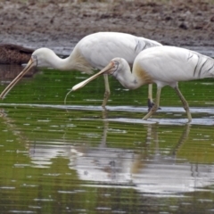 Platalea flavipes at Fyshwick, ACT - 22 Feb 2018