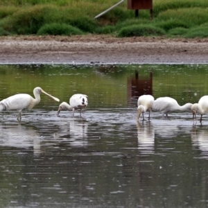 Platalea flavipes at Fyshwick, ACT - 22 Feb 2018