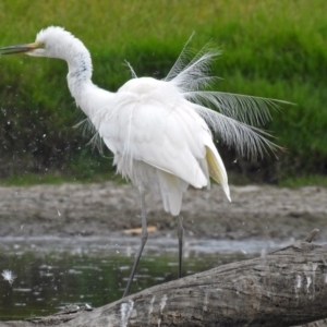 Ardea alba at Fyshwick, ACT - 22 Feb 2018