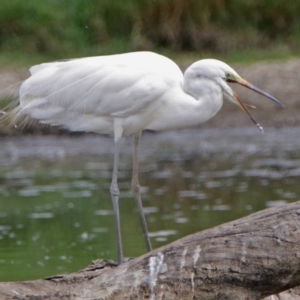 Ardea alba at Fyshwick, ACT - 22 Feb 2018