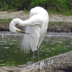 Ardea alba at Fyshwick, ACT - 22 Feb 2018