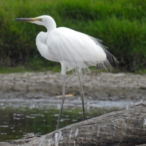 Ardea alba at Fyshwick, ACT - 22 Feb 2018