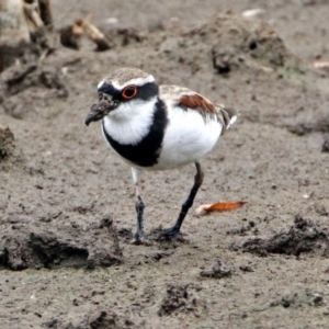 Charadrius melanops at Fyshwick, ACT - 22 Feb 2018 01:53 PM