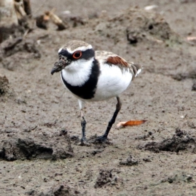 Charadrius melanops (Black-fronted Dotterel) at Fyshwick, ACT - 22 Feb 2018 by RodDeb