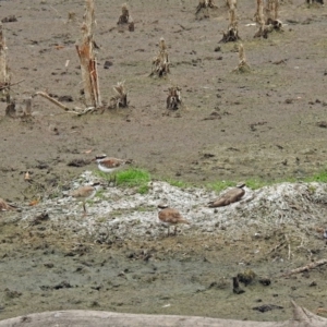 Charadrius melanops at Fyshwick, ACT - 22 Feb 2018 01:53 PM