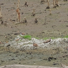 Charadrius melanops at Fyshwick, ACT - 22 Feb 2018