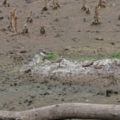 Charadrius melanops at Fyshwick, ACT - 22 Feb 2018