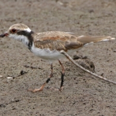 Charadrius melanops at Fyshwick, ACT - 22 Feb 2018