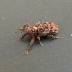 Orthorhinus klugii (Vine weevil) at Pollinator-friendly garden Conder - 7 Feb 2018 by michaelb