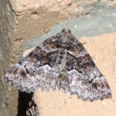 Gastrina cristaria (Wave-lined Geometrid) at Pollinator-friendly garden Conder - 7 Feb 2018 by michaelb