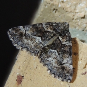 Gastrina cristaria at Conder, ACT - 8 Feb 2018 12:20 AM