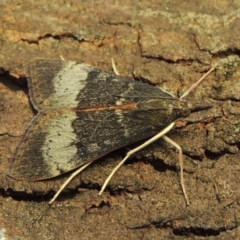 Uresiphita ornithopteralis (Tree Lucerne Moth) at Conder, ACT - 5 Feb 2018 by MichaelBedingfield