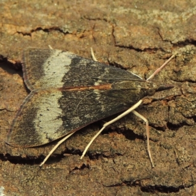 Uresiphita ornithopteralis (Tree Lucerne Moth) at Pollinator-friendly garden Conder - 4 Feb 2018 by michaelb