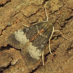 Uresiphita ornithopteralis at Conder, ACT - 5 Feb 2018