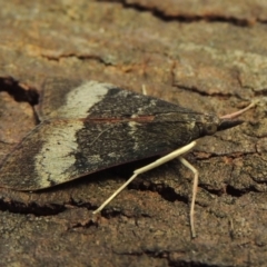 Uresiphita ornithopteralis at Conder, ACT - 5 Feb 2018 08:54 AM