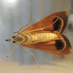 Uresiphita ornithopteralis at Conder, ACT - 5 Feb 2018 08:54 AM