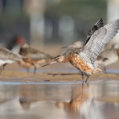 Limosa lapponica (Bar-tailed Godwit) at Merimbula, NSW - 24 Feb 2018 by Leo