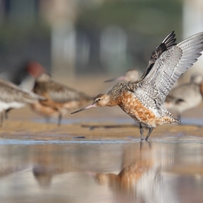 Limosa lapponica (Bar-tailed Godwit) at Merimbula, NSW - 23 Feb 2018 by Leo