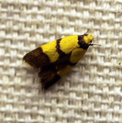 Heteroteucha translatella (Heteroteucha translatella) at O'Connor, ACT - 21 Feb 2018 by ibaird