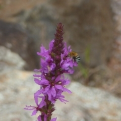 Amegilla sp. (genus) (Blue Banded Bee) at ANBG - 22 Feb 2018 by Christine