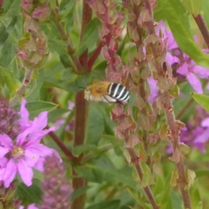 Amegilla sp. (genus) at Acton, ACT - 22 Feb 2018