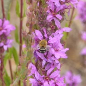 Amegilla sp. (genus) at Acton, ACT - 22 Feb 2018