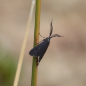 Pollanisus cyanota at ANBG - 22 Feb 2018 04:25 PM