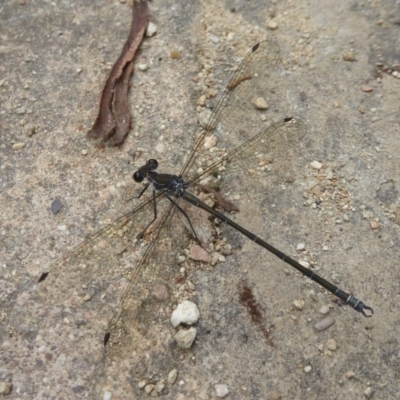 Austroargiolestes icteromelas (Common Flatwing) at ANBG - 22 Feb 2018 by Christine