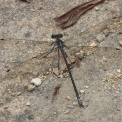 Austroargiolestes icteromelas at Acton, ACT - 22 Feb 2018