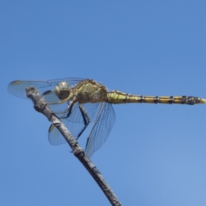 Orthetrum caledonicum at Amaroo, ACT - 23 Feb 2018