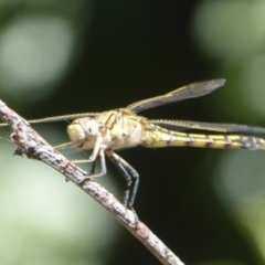 Orthetrum caledonicum at Amaroo, ACT - 23 Feb 2018