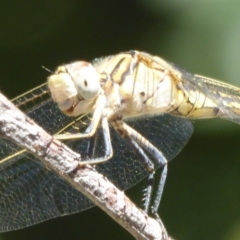 Orthetrum caledonicum at Amaroo, ACT - 23 Feb 2018