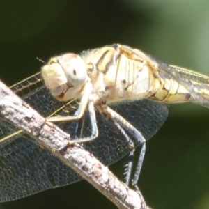 Orthetrum caledonicum at Amaroo, ACT - 23 Feb 2018 02:37 PM