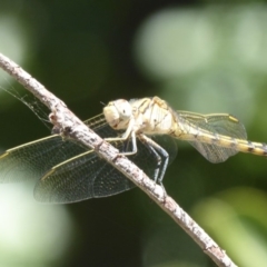 Orthetrum caledonicum at Amaroo, ACT - 23 Feb 2018