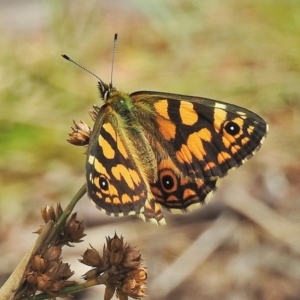 Oreixenica lathoniella at Booth, ACT - 24 Feb 2018 11:37 AM