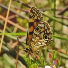 Oreixenica lathoniella at Booth, ACT - 24 Feb 2018 11:37 AM