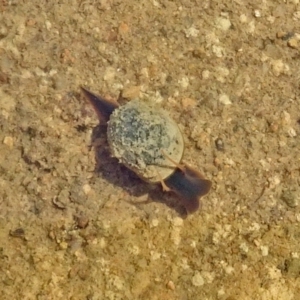 Gastropoda sp. (class) at Molonglo Valley, ACT - 25 Jan 2018 11:07 AM