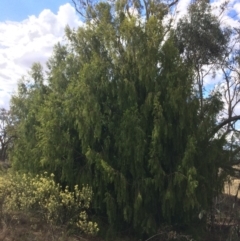 Exocarpos cupressiformis (Cherry Ballart) at QPRC LGA - 24 Feb 2018 by alex_watt