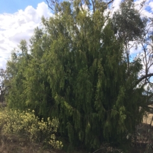 Exocarpos cupressiformis at Googong, NSW - 24 Feb 2018 03:57 PM