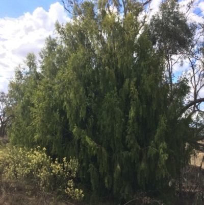 Exocarpos cupressiformis (Cherry Ballart) at QPRC LGA - 24 Feb 2018 by alex_watt