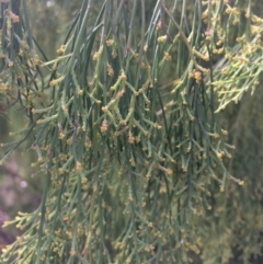 Exocarpos cupressiformis at Googong, NSW - 24 Feb 2018 03:57 PM