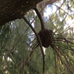 Exocarpos cupressiformis at Googong, NSW - 24 Feb 2018 03:57 PM