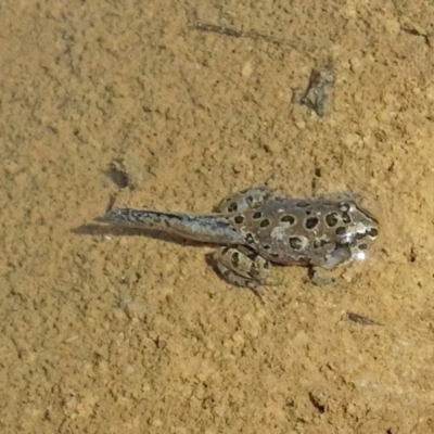 Limnodynastes tasmaniensis (Spotted Grass Frog) at Molonglo Valley, ACT - 25 Jan 2018 by galah681