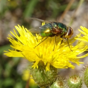 Rutilia sp. (genus) at Molonglo Valley, ACT - 1 Feb 2018