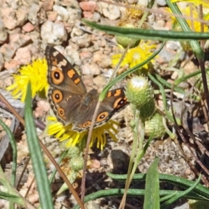 Junonia villida at Molonglo Valley, ACT - 1 Feb 2018