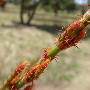 Allocasuarina luehmannii at Molonglo Valley, ACT - 1 Feb 2018